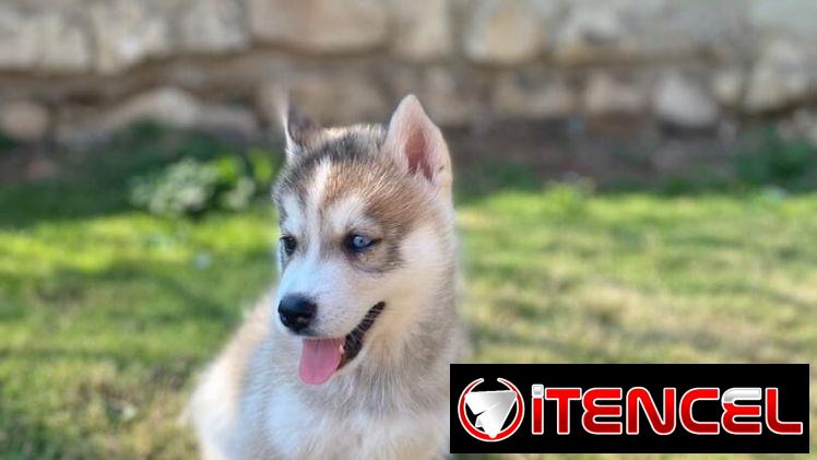 Cachorro de Huskys Siberianos