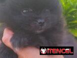 ((( POMERANIAS AMBOS SEXOS EN VENTA EXCELENTES PADRES WHATSAPP 58746643 )))