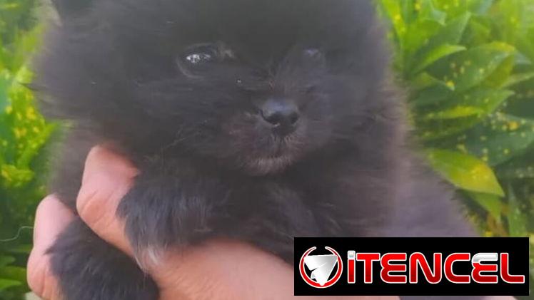 ((( POMERANIAS AMBOS SEXOS EN VENTA EXCELENTES PADRES WHATSAPP 58746643 )))