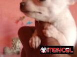 Si buscas un amigo fiel no dudes puede ser un pastor Alemán, pitbull, Chihuahua, shitzu, bulldog Salchicha 53818081