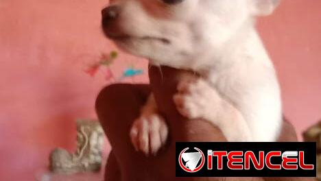 Si buscas un amigo fiel no dudes puede ser un pastor Alemán, pitbull, Chihuahua, shitzu, bulldog Salchicha 53818081