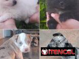 •• RAZAS DE PERROS  TALLA PEQUEÑA, MEDIANA Y GRANDE  BETTY MASCOTAS WHATSAPP 52506841 •••