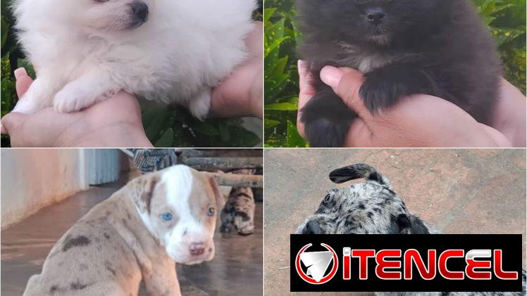 •• RAZAS DE PERROS  TALLA PEQUEÑA, MEDIANA Y GRANDE  BETTY MASCOTAS WHATSAPP 52506841 •••