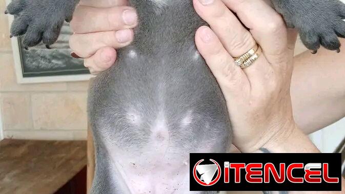 Pitbull
