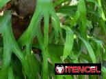 Platicerio grande
