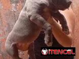 AMÉRICAN BULLY XL,macho,en 700 USD o equivalente,TENGO MENSAJERÍA,tiene 80 días y está VACUNADO y desparacitado