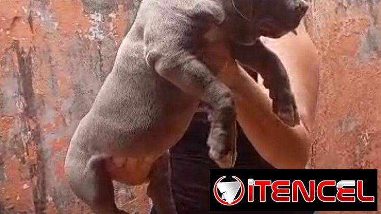 AMÉRICAN BULLY XL,macho,en 700 USD o equivalente,TENGO MENSAJERÍA,tiene 80 días y está VACUNADO y desparacitado