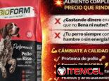Pienso Premium Mascotas 🐾 20kg + Latas – Rebaja Especial (Kinetica)