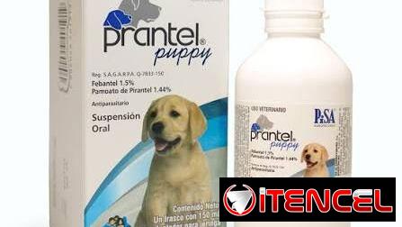 Prantel Puppy