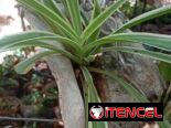 Plantas ornamentales de todo tipo