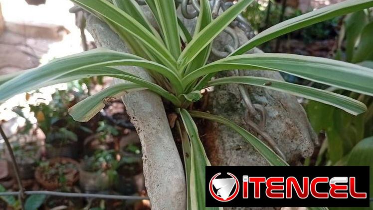 Plantas ornamentales de todo tipo