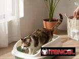 Arenero para Gato con palita