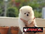 CACHORRO DE RAZA POMERANIA 🐻 🐻🐻