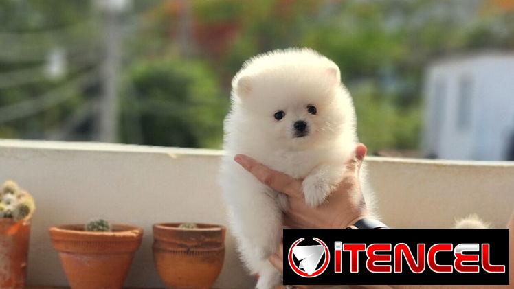 CACHORRO DE RAZA POMERANIA 🐻 🐻🐻