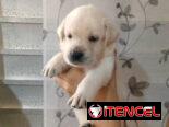 LABRADORES,hembras,en 150 USD o equivalente(ACEPTO TRANSFERENCIA)TENGO MENSAJERÍA,tienen 20 días y están desparacitada.