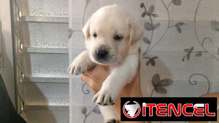 LABRADORES,hembras,en 150 USD o equivalente(ACEPTO TRANSFERENCIA)TENGO MENSAJERÍA,tienen 20 días y están desparacitada.