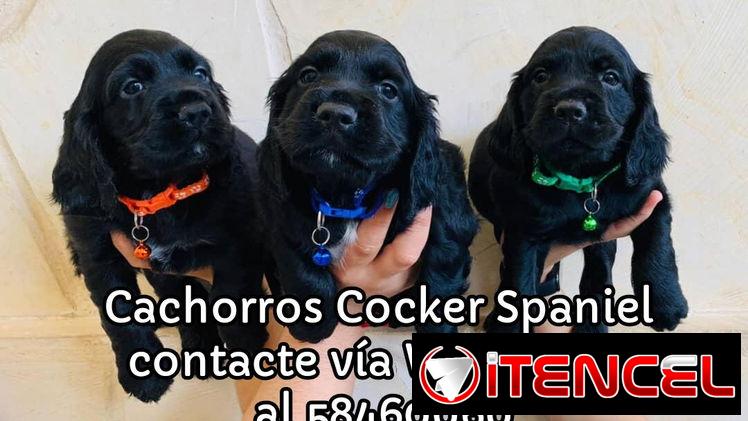 Cachorros Cocker Spaniel