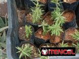 Plantas ornamentales, frutales y medicinales