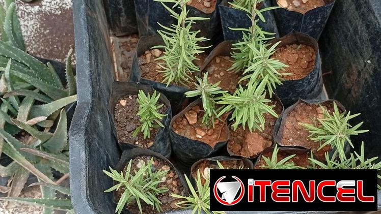 Plantas ornamentales, frutales y medicinales