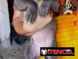 Cachorros Pitbull azules .Precio 180 usd