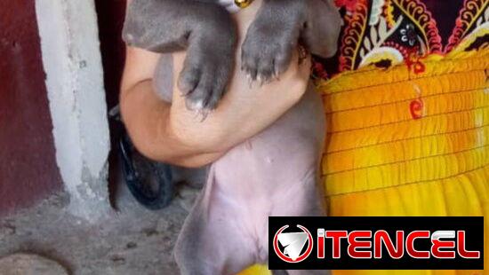 Cachorros Pitbull azules .Precio 180 usd