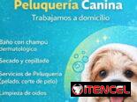 veterinaria a domicilio