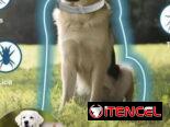 Artículos para perros