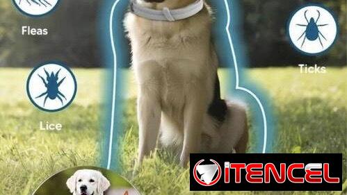 Artículos para perros