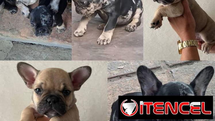 💜💜💜* 🐶  BULLDOG FRANCÉS VACUNADOS AMBOS SEXOS WHATSAPP  58746643… 💜💜💜.