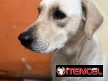Labradores varones 180 usd con sus 2 pentavalentes puestas certificado garantizado