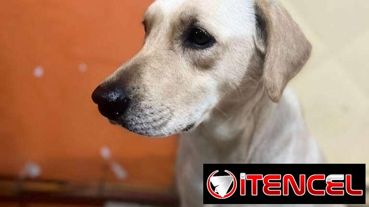 Labradores varones 180 usd con sus 2 pentavalentes puestas certificado garantizado