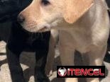 Labradores varones 180 usd con sus 2 pentavalentes puestas certificado garantizado