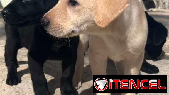 Labradores varones 180 usd con sus 2 pentavalentes puestas certificado garantizado