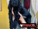 Bellezas de cachorros de cocker spaniel hembraa