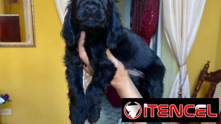 Bellezas de cachorros de cocker spaniel hembraa