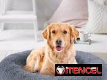Camas Extra grande para Perros 🐕 🔴
