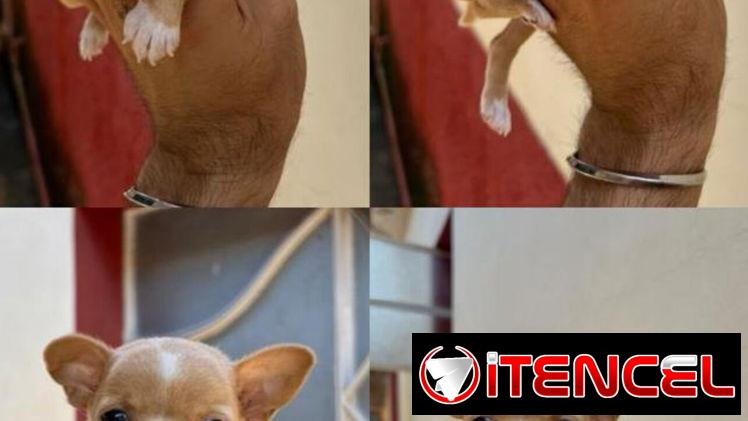 Hermosa Chihuahua hembra cabeza de manzana mini