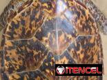 Tortuga Carey (disecada)