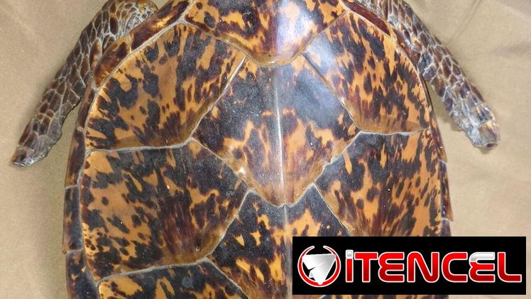 Tortuga Carey (disecada)