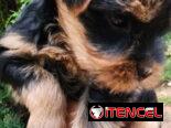 ((( EJEMPLARES DE YORKSHIRE TERRIER MACHOS ORIGEN GARANTIZADO )))