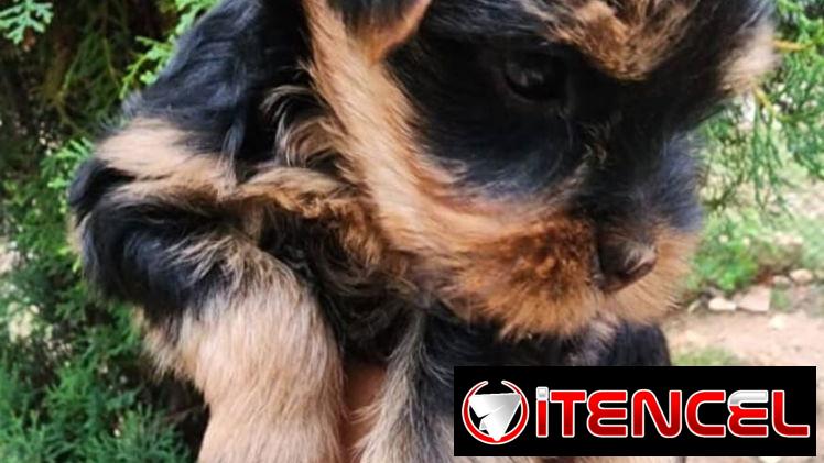 ((( EJEMPLARES DE YORKSHIRE TERRIER MACHOS ORIGEN GARANTIZADO )))