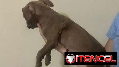 Pitbull