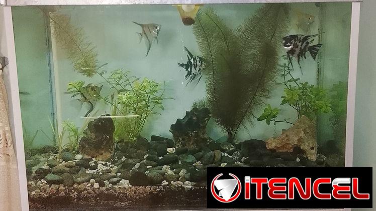 Pecera en venta