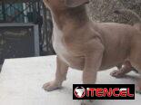 American bulling standar