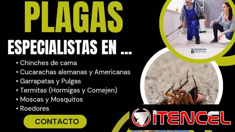 Servicio de fumigación y exterminio de plagas
