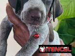 Cachorros en venta