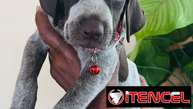 Cachorros en venta
