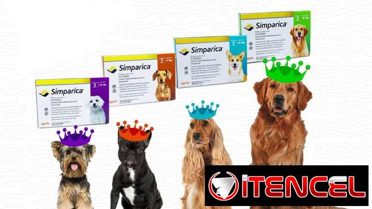 Simparica contra pulgas y garrapatas