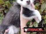 HUSKI SIBERIANOS