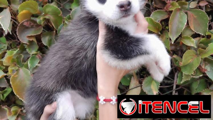 HUSKI SIBERIANOS
